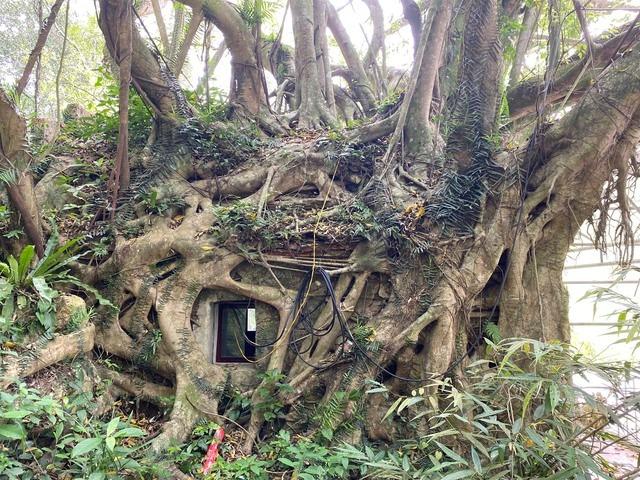 Thanh Hóa: Kỳ bí cây si hàng trăm tuổi ôm trọn ngôi chùa cổ-5