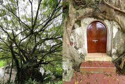Thanh Hóa: Kỳ bí cây si hàng trăm tuổi 'ôm' trọn ngôi chùa cổ