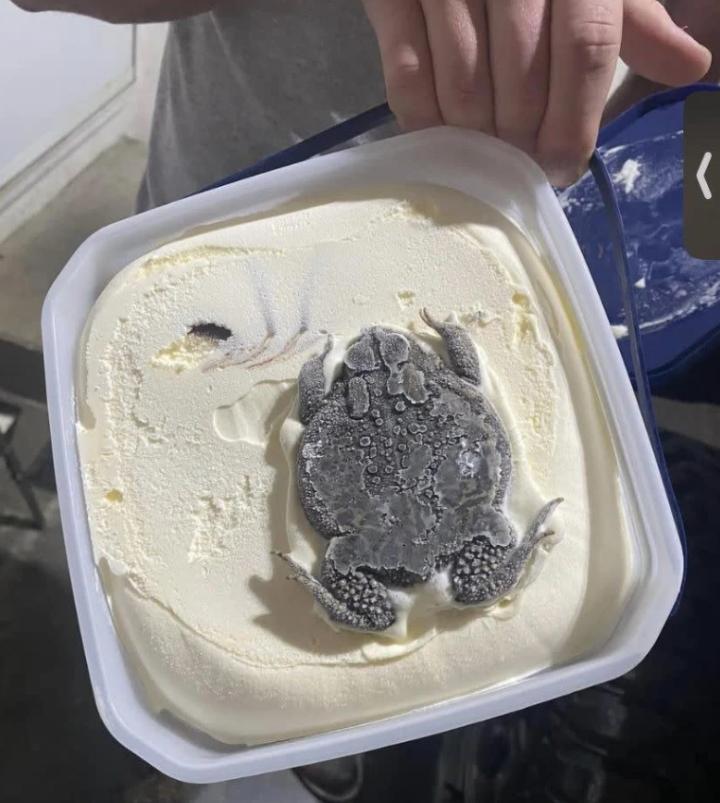 Hãi hùng hộp kem vị ếch nguyên con và sự thật gây tranh cãi-2