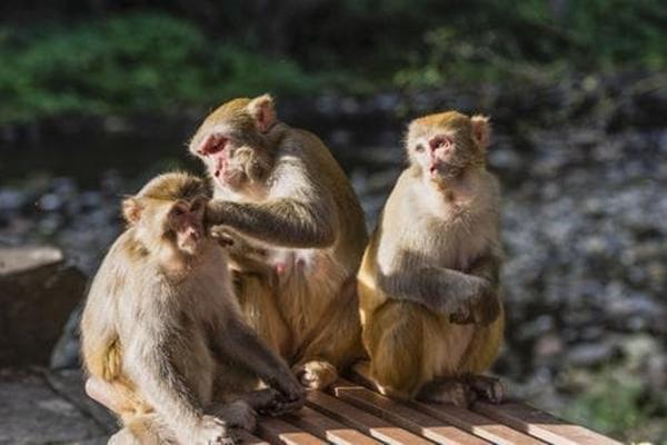 Gia đình nào có đủ 4 con giáp này thì gia đình đó ắt hẳn giàu có-4