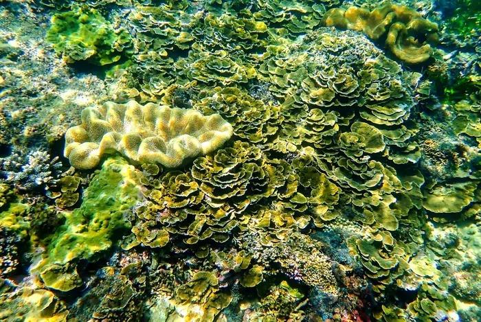 Cận cảnh rạn san hô rực rỡ hiếm gặp ở Việt Nam-3