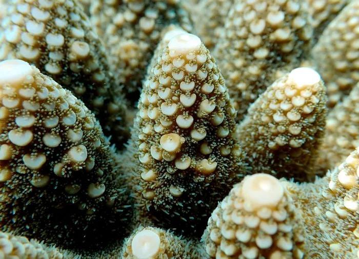 Cận cảnh rạn san hô rực rỡ hiếm gặp ở Việt Nam-6