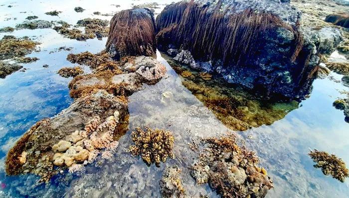 Cận cảnh rạn san hô rực rỡ hiếm gặp ở Việt Nam-8