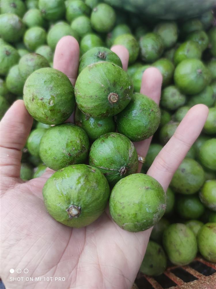 Tuyệt chiêu sấu ngâm đường không bị teo quả, nhìn đã ứa nước miếng-2