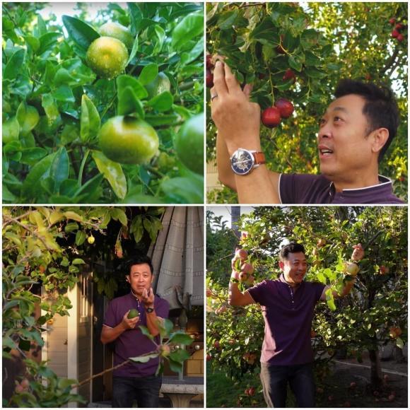 Khu vườn 1.200m2 trĩu quả trong nhà danh hài Vân Sơn ở Mỹ-3