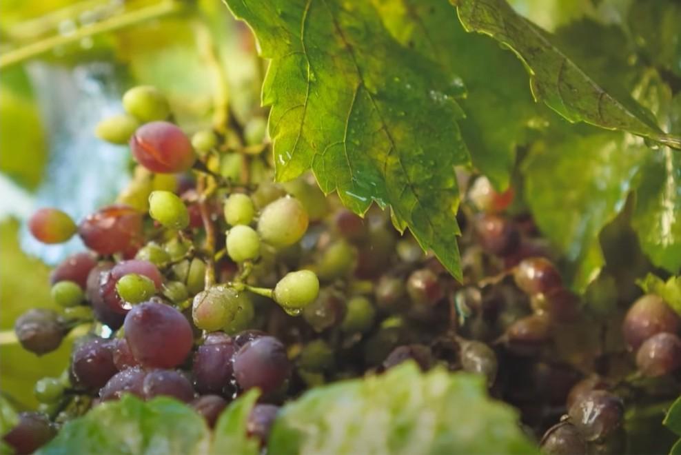 Khu vườn 1.200m2 trĩu quả trong nhà danh hài Vân Sơn ở Mỹ-4