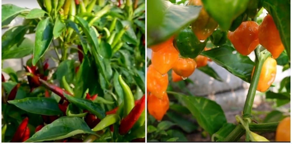 Khu vườn 1.200m2 trĩu quả trong nhà danh hài Vân Sơn ở Mỹ-7