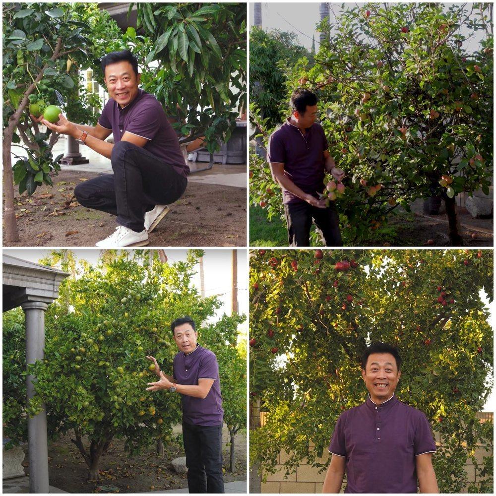 Khu vườn 1.200m2 trĩu quả trong nhà danh hài Vân Sơn ở Mỹ-8