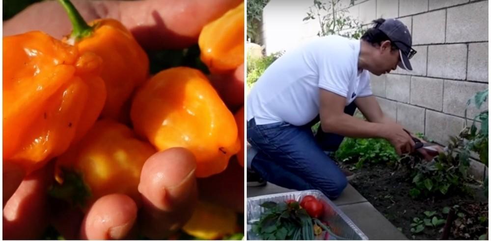 Khu vườn 1.200m2 trĩu quả trong nhà danh hài Vân Sơn ở Mỹ-10