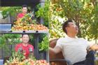 Khu vườn 1.200m2 trĩu quả trong nhà danh hài Vân Sơn ở Mỹ