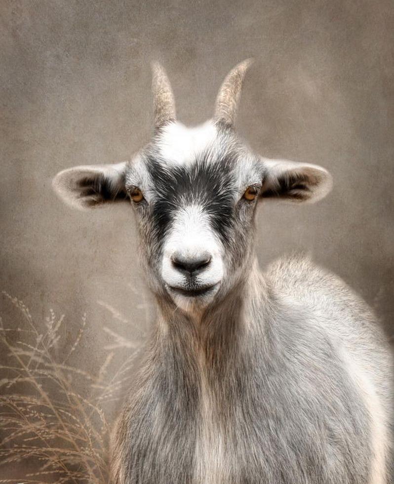 3 con giáp thích hợp kết hôn, tiền tài viên mãn nửa cuối năm 2022-1