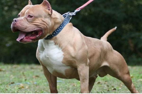 Thả chó PitPull, Becgie cắn hàng xóm: Khởi tố cả chủ nhân lẫn bị hại-2