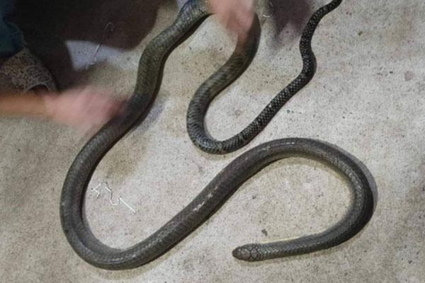 Bị rắn độc cắn tử vong khi dùng tay bắt rắn-1