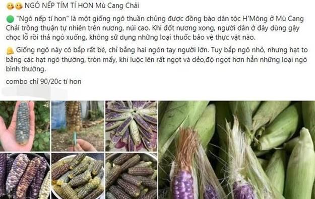 Vì sao ngô nếp tí hon tím đắt hơn loại thường vẫn được lùng mua?-1