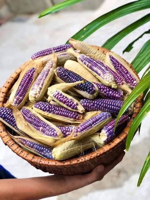Vì sao ngô nếp tí hon tím đắt hơn loại thường vẫn được lùng mua?-2