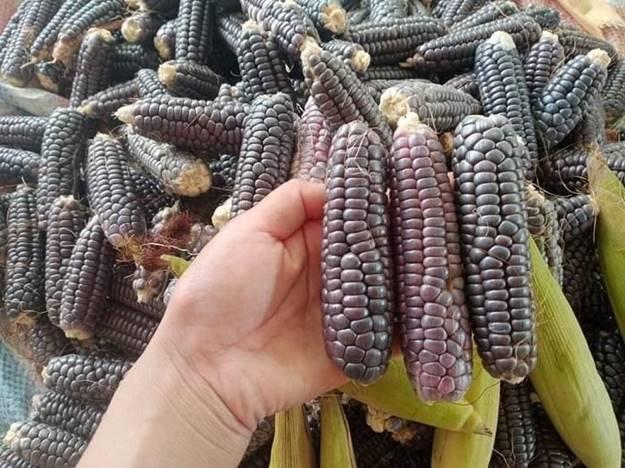 Vì sao ngô nếp tí hon tím đắt hơn loại thường vẫn được lùng mua?-4