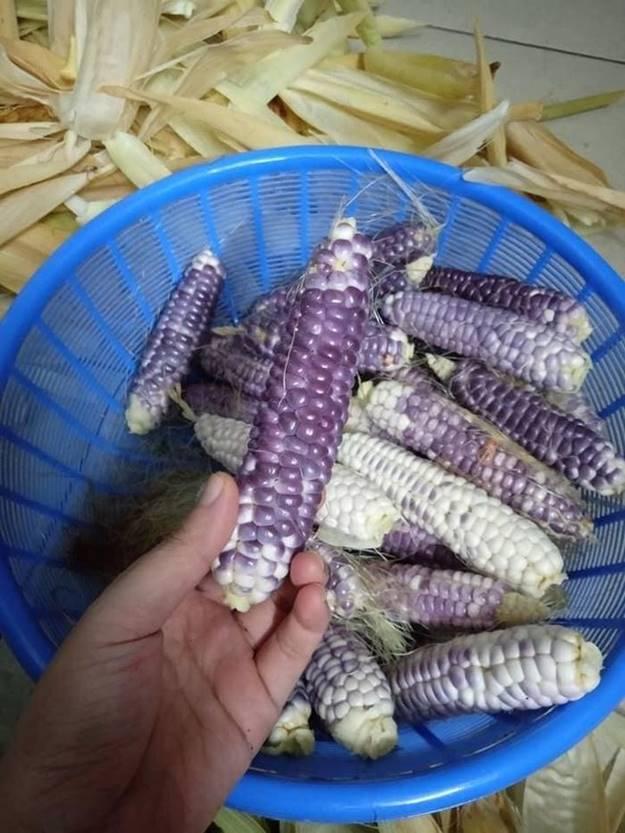 Vì sao ngô nếp tí hon tím đắt hơn loại thường vẫn được lùng mua?-5