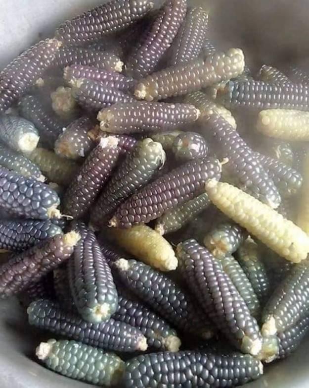 Vì sao ngô nếp tí hon tím đắt hơn loại thường vẫn được lùng mua?-6