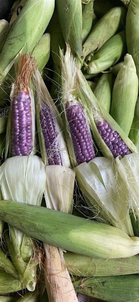 Vì sao ngô nếp tí hon tím đắt hơn loại thường vẫn được lùng mua?-7