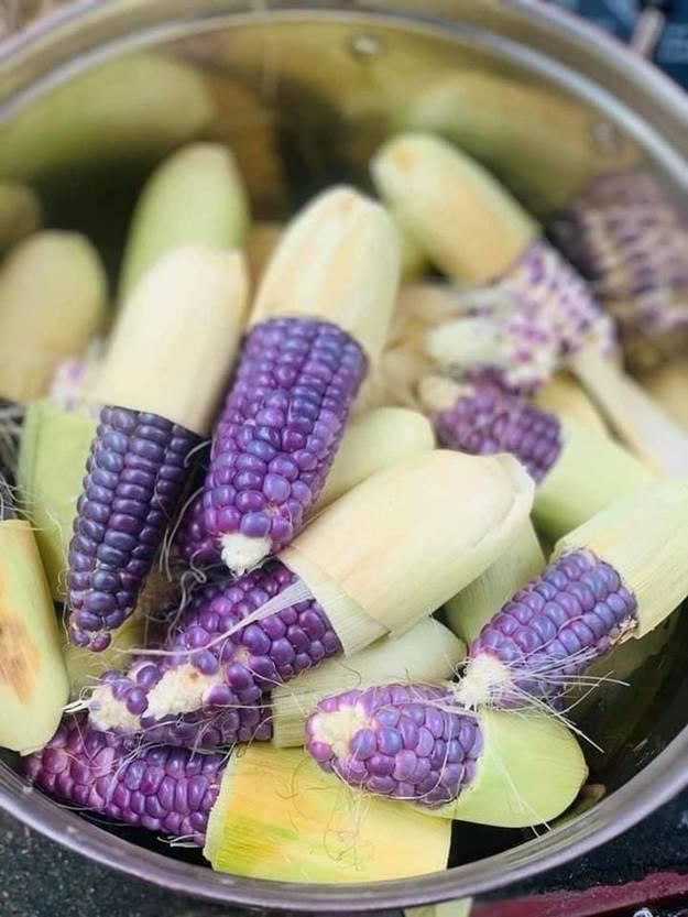 Vì sao ngô nếp tí hon tím đắt hơn loại thường vẫn được lùng mua?-10