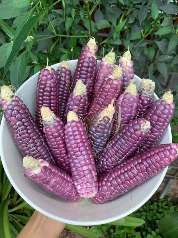 Vì sao ngô nếp tí hon tím đắt hơn loại thường vẫn được lùng mua?-9