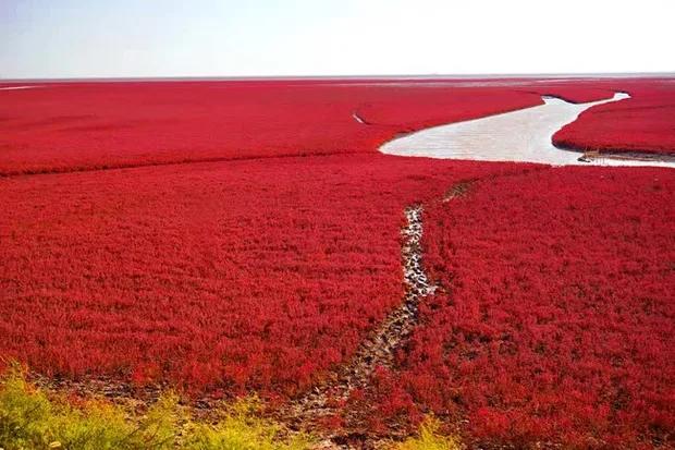 Bãi biển trong xanh cứ đến mùa thu là chuyển màu đỏ sặc sỡ đẹp mê hồn-1
