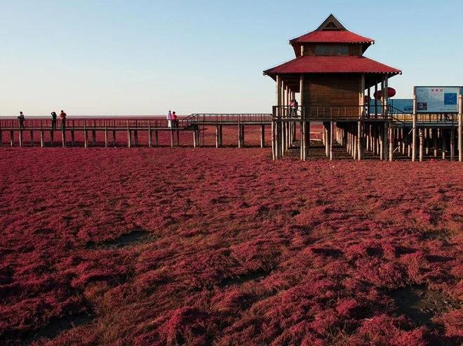 Bãi biển trong xanh cứ đến mùa thu là chuyển màu đỏ sặc sỡ đẹp mê hồn-4