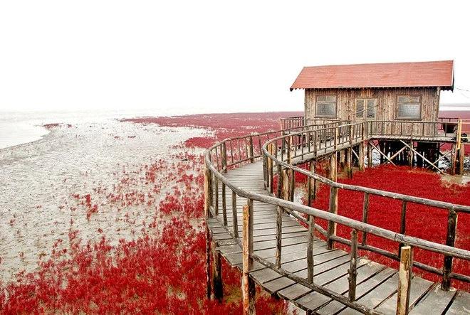 Bãi biển trong xanh cứ đến mùa thu là chuyển màu đỏ sặc sỡ đẹp mê hồn-5