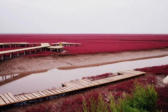 Bãi biển trong xanh cứ đến mùa thu là chuyển màu đỏ sặc sỡ đẹp mê hồn