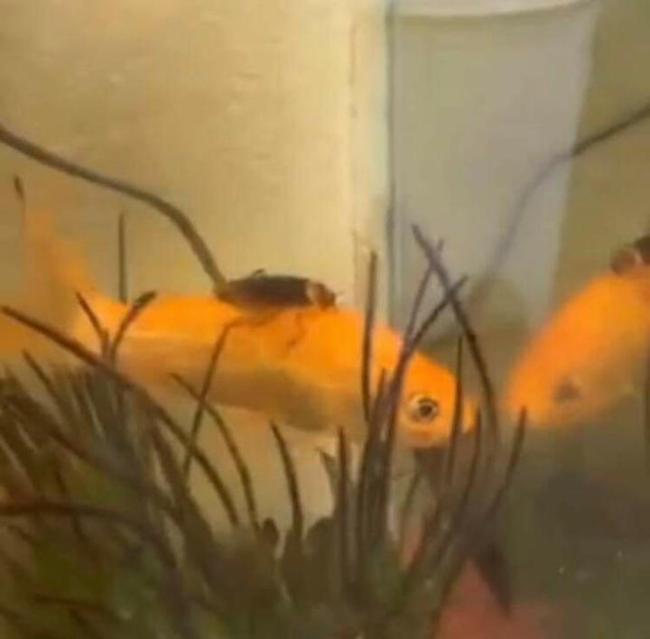 Loạt khoảnh khắc bi hài trong tuần khiến dân mạng bật cười ngay khi thấy-8