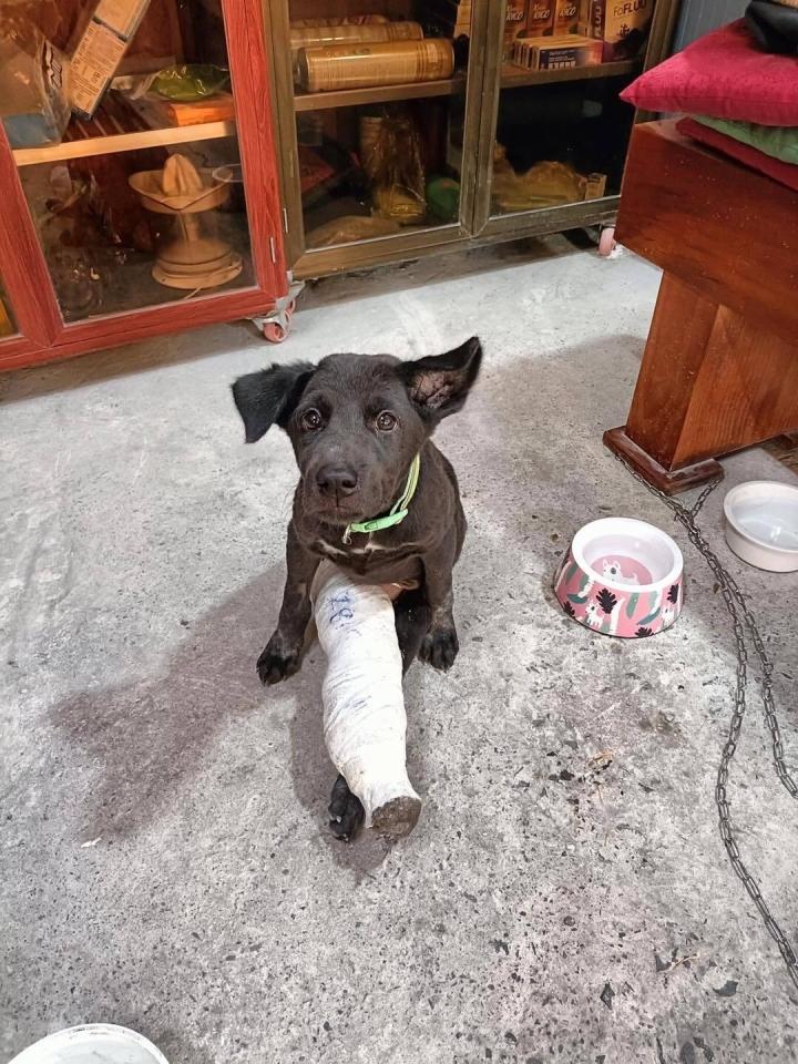 Loạt khoảnh khắc bi hài trong tuần khiến dân mạng bật cười ngay khi thấy-9