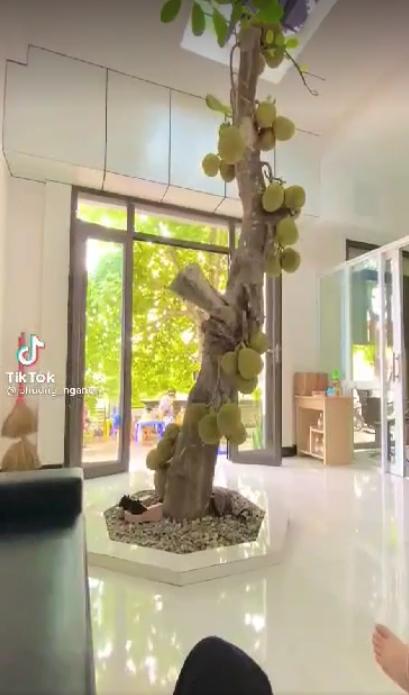 Cây mít mọc ngang ngược giữa phòng, bị chặt hết cành vẫn sai trĩu quả-1