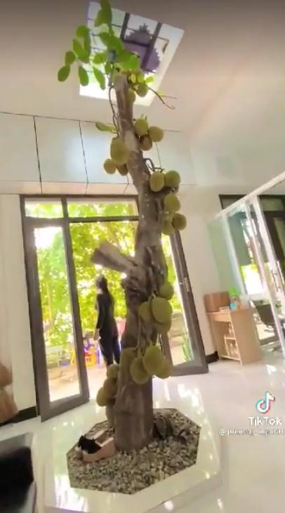 Cây mít mọc ngang ngược giữa phòng, bị chặt hết cành vẫn sai trĩu quả-2