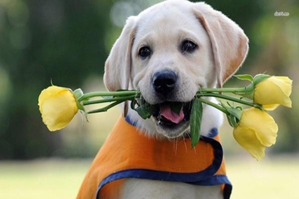 Tử vi hàng ngày 12 con giáp thứ Bảy 16/7/2022: Trèo cao ắt ngã đau-6