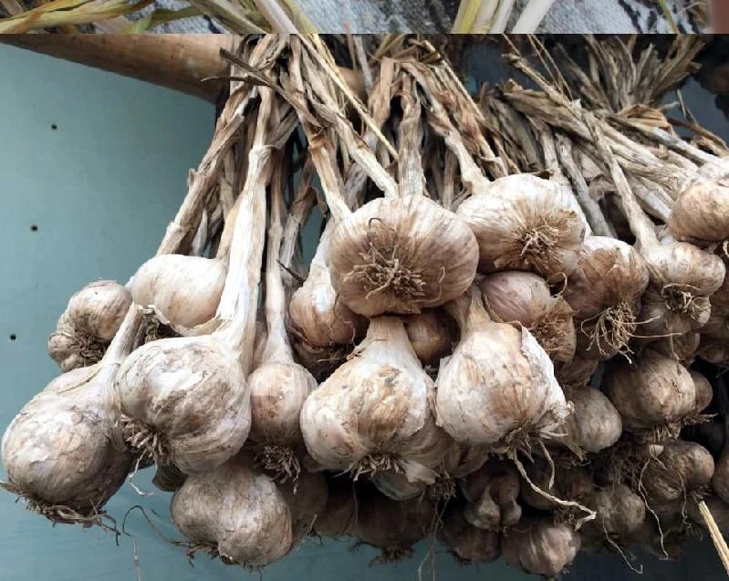 Muốn vận xui chấm dứt, may mắn gõ cửa cứ đặt tỏi ở 6 vị trí-1