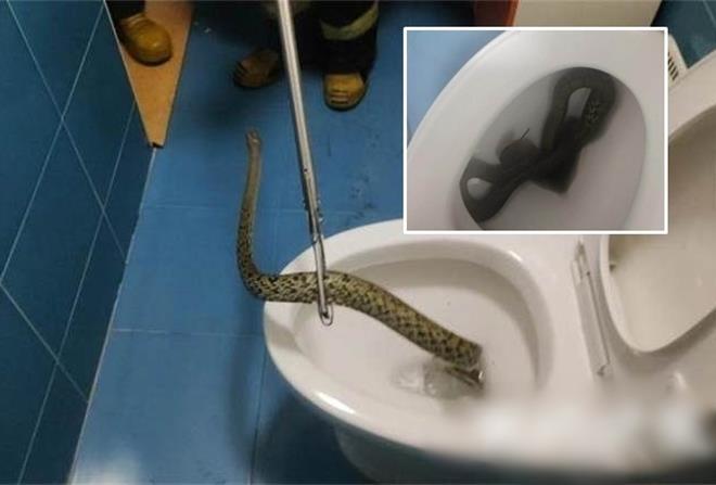 Tưởng người nhà quên xả nước bồn cầu, khiếp sợ khi biết sự thật-1