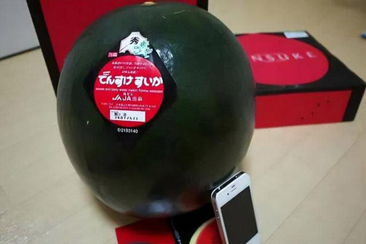 Kỳ lạ loại dưa hấu đen người Trung Quốc chê, ở Nhật lại là hàng xa xỉ-5