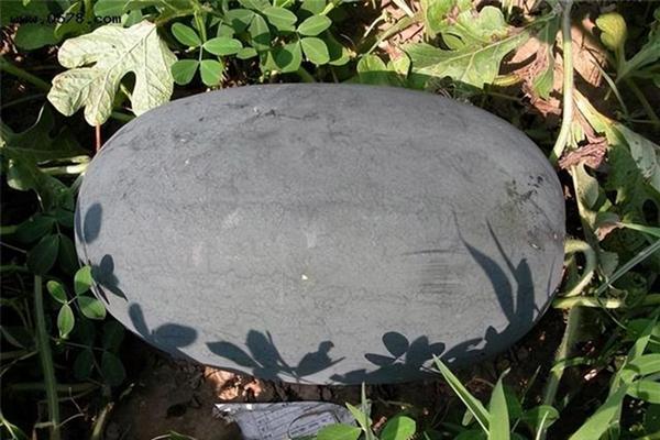 Kỷ lục tay không chém dưa hấu-1