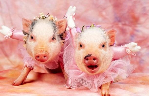 Ất Hợi 1995 đừng buồn nữa: Hoạn nạn qua rồi, sau mưa trời lại sáng-3