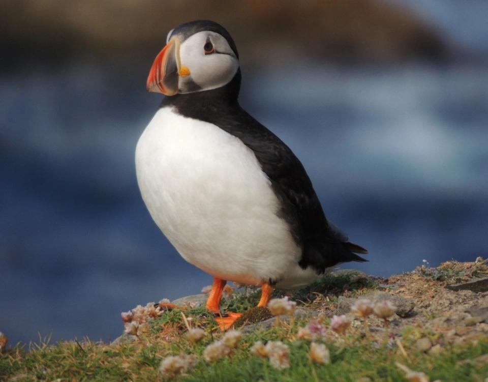 Món gỏi tim gây tranh cãi ở Iceland-1