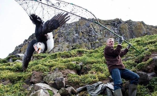 Món gỏi tim gây tranh cãi ở Iceland-3