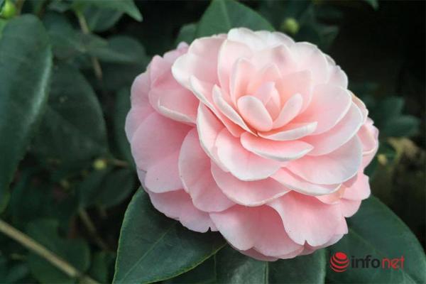 Tôi nghẹn họng khi nghe bạn gái đưa lý do hoãn cưới nhạy cảm-1