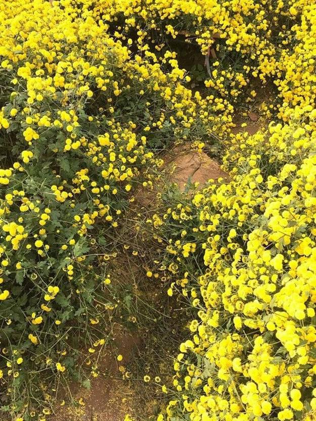 Nằm đè lên bó hương chụp ảnh, hai người phụ nữ bị chỉ trích-6