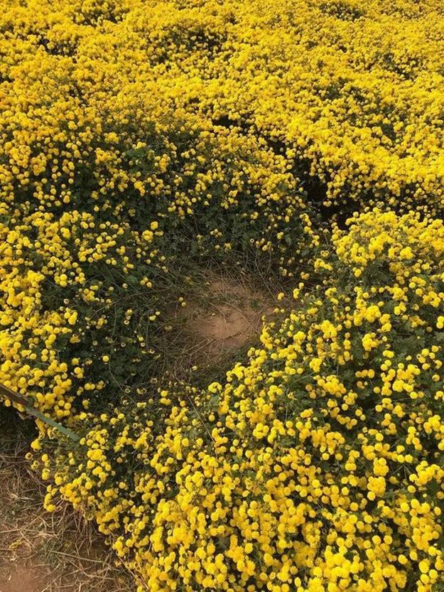 Nằm đè lên bó hương chụp ảnh, hai người phụ nữ bị chỉ trích-7