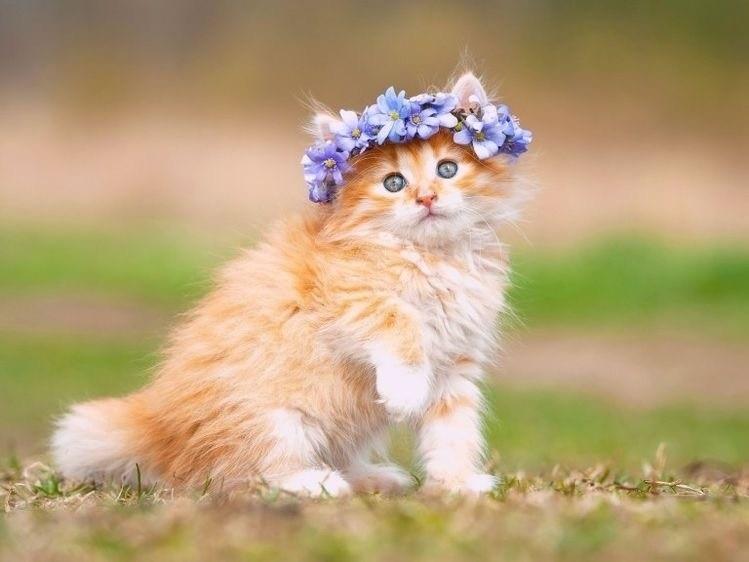 Trời sinh 3 con giáp nữ đỏ vượng tình duyên, tài lộc sung túc-2