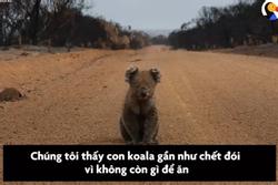 Người đi đường giải cứu koala ở Australia