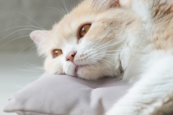 4 con giáp tiền vào như nước từ tháng 7 âm tới hết năm 2022-5