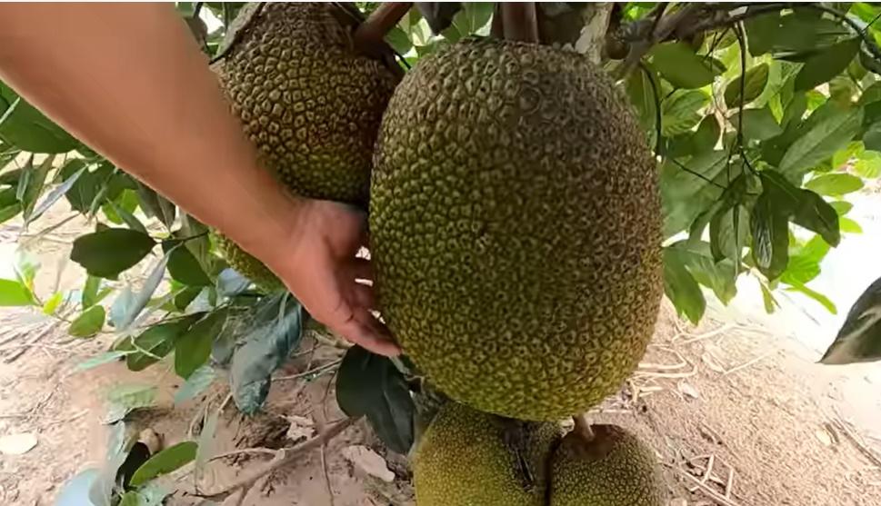 Triệu phú đô la Vương Phạm về nước, hé lộ cơ ngơi ở Củ Chi-11