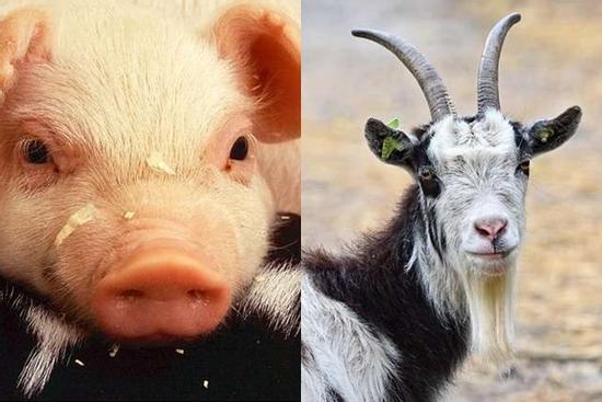 4 con giáp tiền vào như nước từ tháng 7 âm tới hết năm 2022