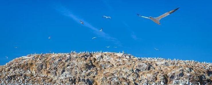 Hòn đảo bốc mùi nhất thế giới, chỉ có chim mới dám ở-4